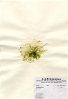 藏品(石蓴)的圖片